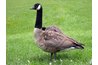 Goose feathers were best for quill pens.