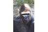 A male gorilla can grow to twice the size of a female.