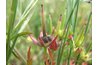 The ovaries contain ovules where egg cells await pollination.
