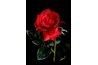 Fresh flowers are more marketable than artificial flowers.