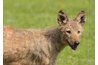 Coyotes are common in Arizona.
