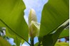 The southern magnolia offers attractive foliage and flowers.