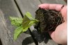 Seedlings need light once they have germinated.