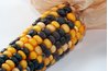 Ornamental corn is grown by several Native American tribes.