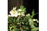 Lenten Rose