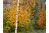 Beautiful birch in fall.