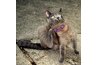 Fleas can cause your cat to scratch and lick excessively.