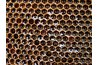 High levels of sugar create an environment where bacteria is unable to reproduce.