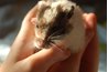 If your hamster does not seem to smell the food, place it closer to the beginning of the maze.