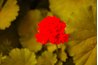Red geranium