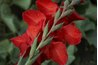 Gladiolus plants have long, sword-shaped stems.