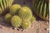 Groupings of cacti will require less water than flowering shrubs or trees.