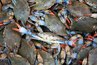 Though small, the blue crab is a popular seafood choice.