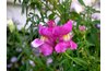Snapdragons are a cool-weather annual that thrives in September.