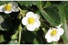 Flowers need to be pollinated before they mature into fruit.