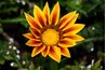 Gazania with double colors.