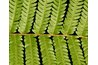 This is a close-up view of a sword fern.