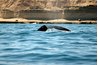 Bottlenose whales feed on sea cucumbers.