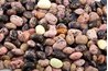 Beans contain as much protein as--if not more than--meat.
