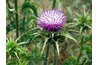 Milk thistle