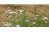 Yarrow flower has frilly foliage.