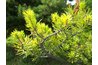 Needle-like evergreens have small, thin pieces of foliage growing along a center stem.