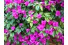Bougainvillea is grown for its showy display of colorful flowers.