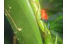 The poison-arrow frog carries enough poison to kill 100 men.