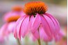 This Purple Coneflower commands attention.