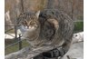 Keeping your cat outside will help reduce the dander inside.