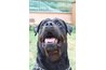 This Rottweiler is being put through attention training.