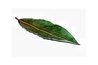 Choose simple leaves that look like laurel leaves for an authentic look.