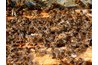 Bees pollinate fruit flowers.