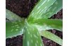 Aloe is an attractive and hardy houseplant.