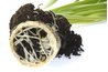 Lift the plant out of the container to avoid unnecessary disturbance. Overgrown roots such as these lack soil.