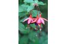 Australian fuchsia is a low-maintenance species.