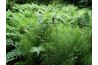 Photosynthesis requires proper conditions.