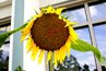 The tallest sunflower was grown in the Netherlands at over 25 feet.