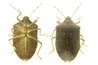 Bedbugs feed exclusively on the blood of warm-blooded animals, including humans.
