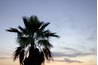 The Washington fan palm leaves form a hula skirt shape as they die and droop.
