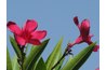 The oleander tolerates salt spray well.