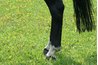 Half pastern leg markings extend from the edge of the hoof halfway up the pastern.