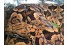 The anaconda is the largest snake in the world.