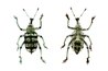 The common weevil