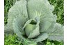 Cabbage plants thrive in full sun with adequate moisture.