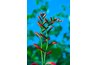 Cardinal flowers attract hummingbirds and butterflies.
