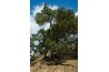 Most, but not all, conifer species are evergreen.