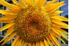 Two varieties of sunflower are produced commercially: oilseed and non-oilseed.