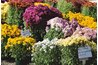 An array of colorful mums.