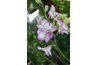 Dendrobium orchid